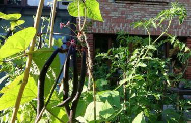 Leśny kasztel pod sosnami. Pokój w koronach drzew. - Foto 2