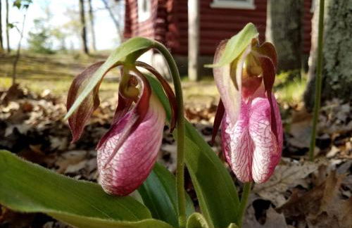 Secluded Lakeside Cabin in the Heart of the Manistee National Forest, Michigan - Foto 14