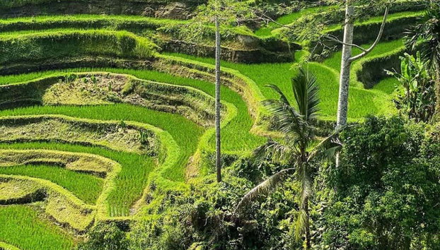 Visite guidée dans Ubud - Photo 2, Admirez la nature de Bali