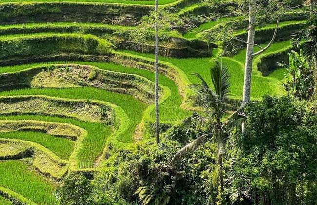 Visite guidée dans Ubud - Photo 2
