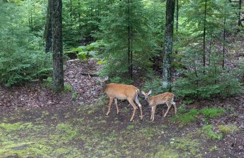 Rhinelander Waterfront Cabin with Deck and Fire Pit! - Foto 31
