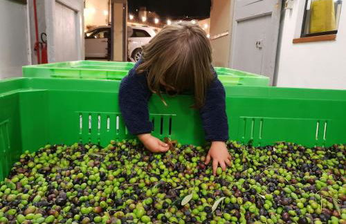 Fattoria di Maiano - Foto 84