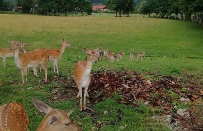 Holiday Apartment Hanal-hof - Photo 16