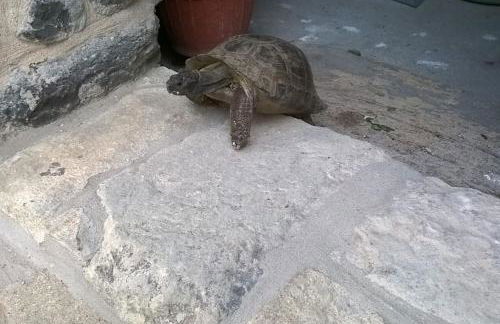 Traditional house Zia Dina - Foto 9