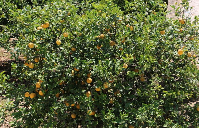 Antica Gebbia - Photo 36