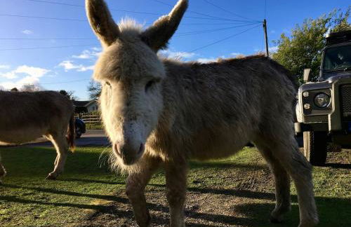 Beautiful Pilley Green Cottage - Foto 4