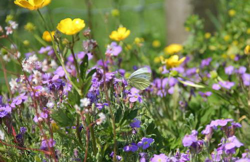 Palmallet Cottage - Foto 19