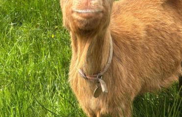 The Captain's Place - Isle of Skye - Foto 48