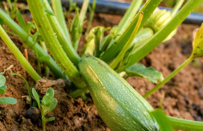Naxos Cottage - Foto 54