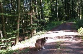 Lenzenhof anno 1720 II - Foto 25