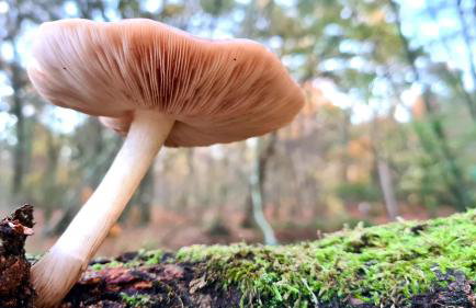 Natur-Design "Platzhirsch Sauerland" - Sauna, Kamin, Balkon, Garten, Hütte, Grill - Foto 47