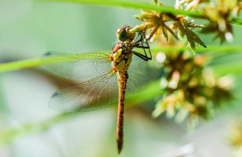 Vale do Ninho Nature Houses - Foto 15