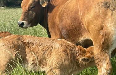 Casa vacacional Escuela la Llera - Foto 51