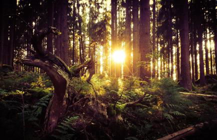 Ferienwohnung Eichkatzel - Foto 44