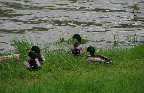 Ferienwohnung Bacharach - Photo 20