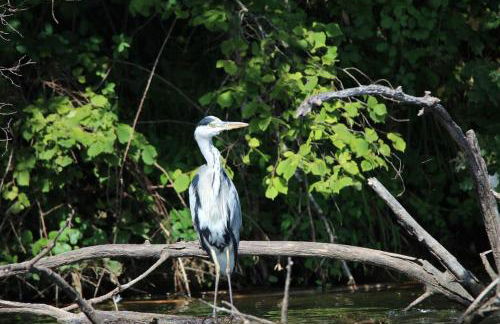Le Ponton des Sympetrums - Foto 37