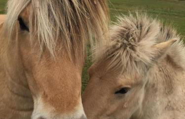 Haus Charenza - Foto 10