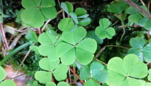 Old parish barn - Photo 3, Other