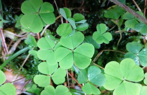 Old parish barn - Photo 3