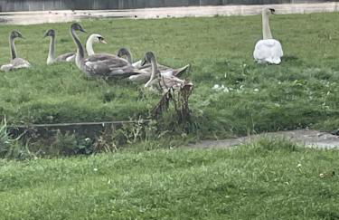 The Thimble static Holiday Home - Foto 28