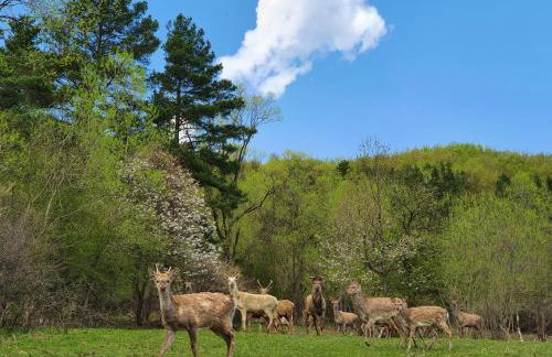 Ośrodek Wczasów Zdrowotnych Rudawka Rymanowska - Foto 39