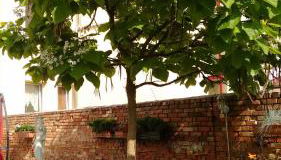 Ferienwohnungen Haus Leonore - Foto 3