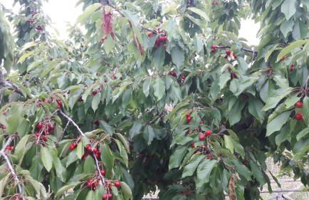 Azienda Agrituristica Colle San Giorgio - Foto 30