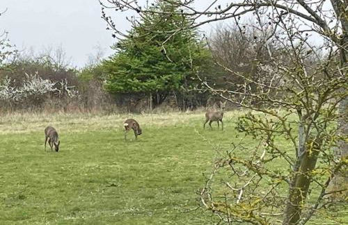 Mill Lodge - Photo 30