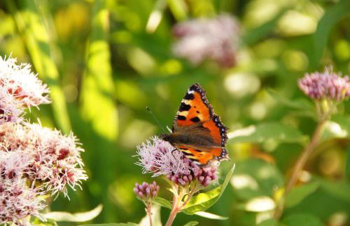 Rybaczówka Łuknajno - Foto 45