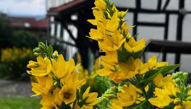 Forest Guest House - Foto 3