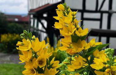 Forest Guest House - Foto 3