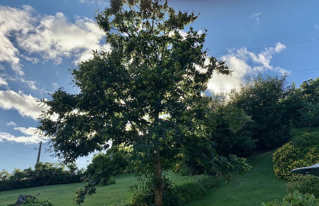 Villaverde Azores - Foto 69