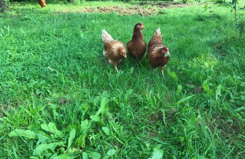 Feriendomizil Taupadel - Foto 28