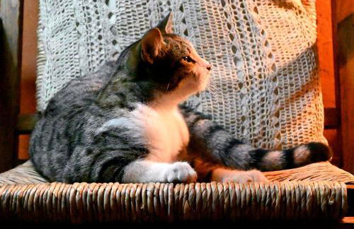 Casal da Serra - Foto 69