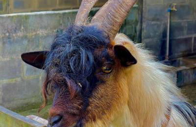 Hotel Fazenda Rancho Mineiro - Foto 77