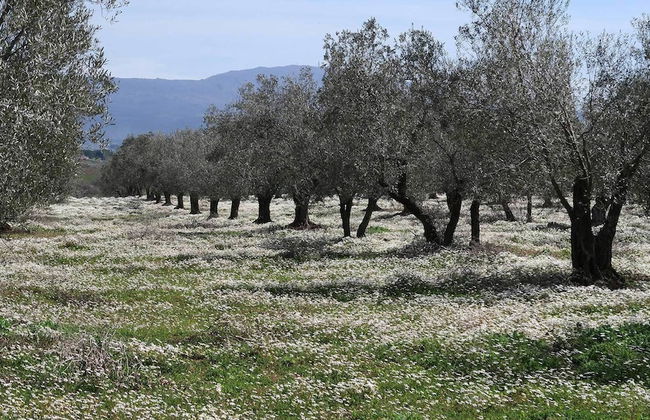 Traldi Resort - Foto 36