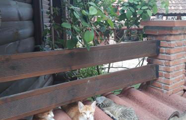 Traditional Guesthouse - Foto 56