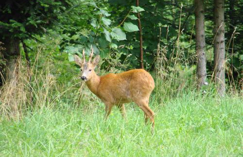 Villa Róża - Foto 9