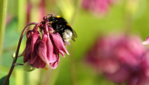 Schauenburgblick - Foto 4