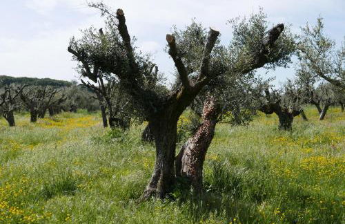 Villa Cavalletti - Foto 61