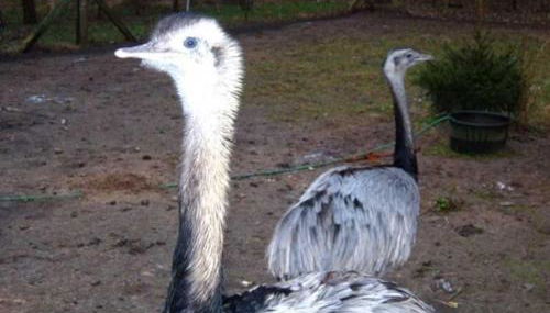 Ferienhaus Jägerswalde - Foto 3