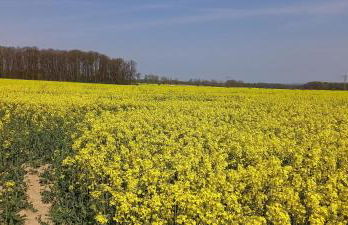 Ferienhof mit Bergblick - Foto 1