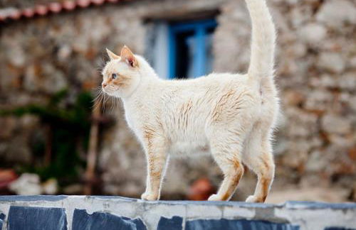 Quinta da Borboleta - Foto 29