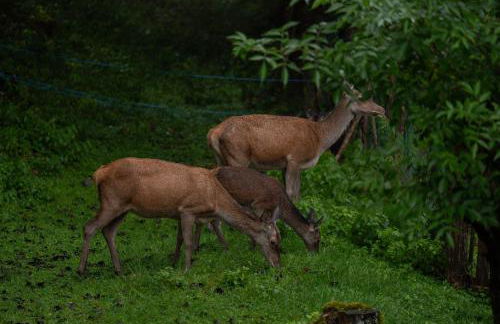 Relax Appartment Walchensee - Foto 50