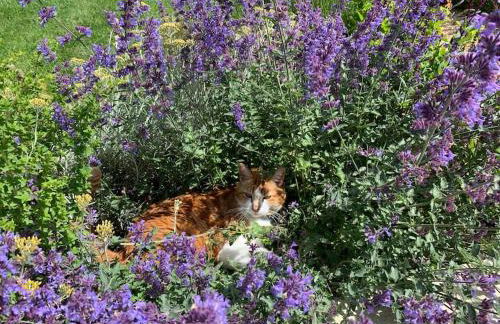 The Carriage House - Foto 68