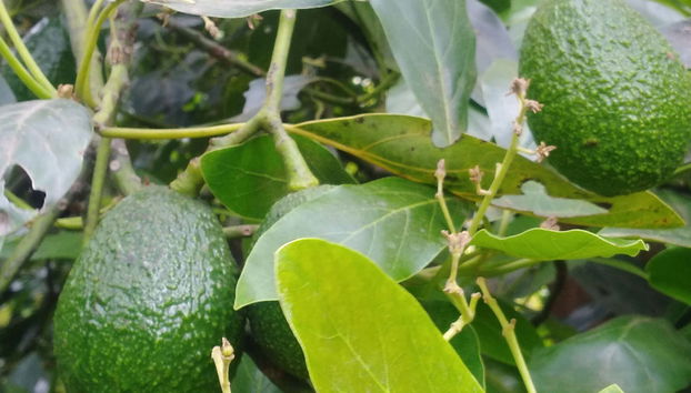 Manizales Avocado Tour - Foto 5