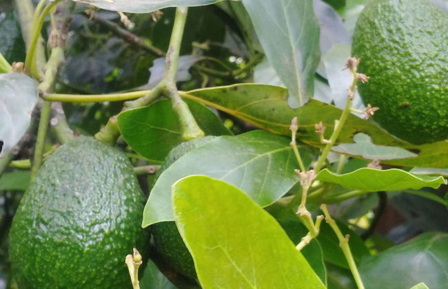 Manizales Avocado Tour - Foto 5