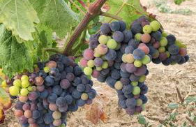 Quinta dos Padrinhos - Suites in the Heart of the Douro - Foto 57