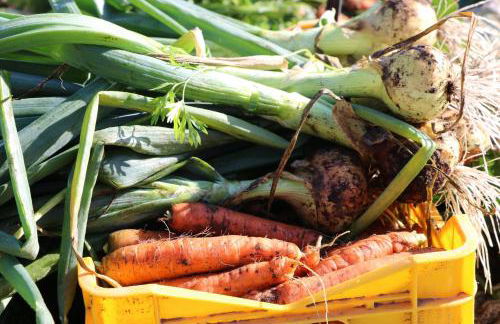 Bio-Bauernhof Mairinghof-Paris - Foto 36