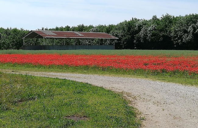 Agriturismo Ai Due Leoni - Foto 58